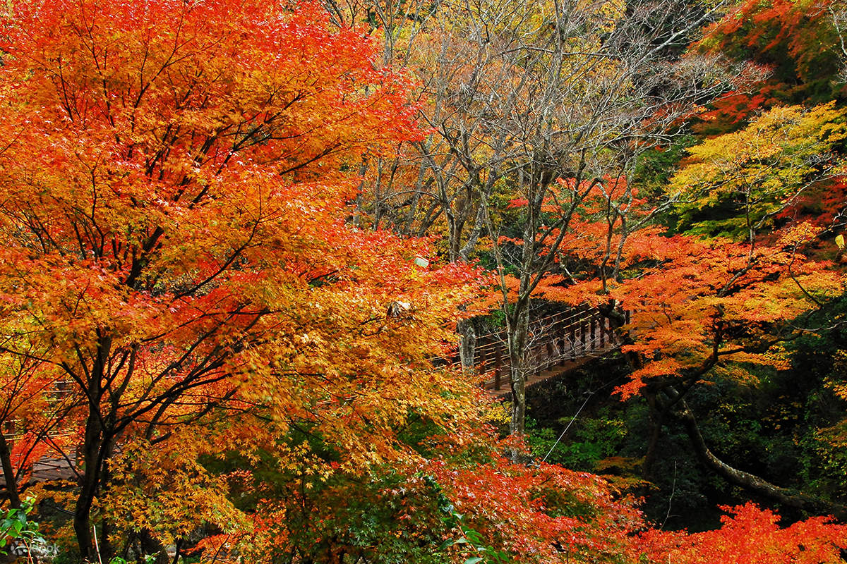 Ibaraki's Three Famous Fall Foliage Viewing Spots] Fukuroda